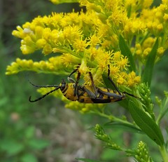 Megacyllene decora