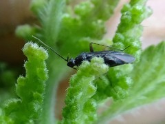 Plagiognathus arbustorum