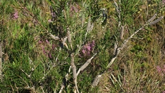Melaleuca linearis linearis