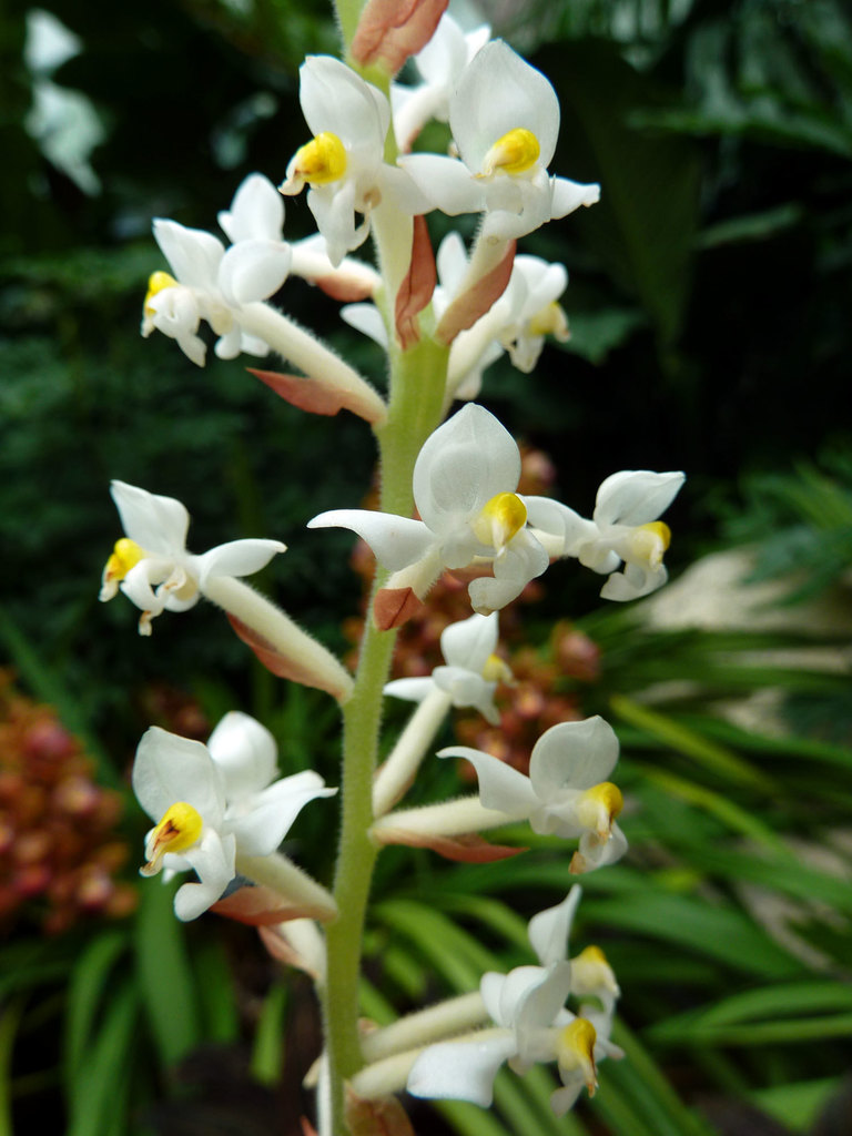 Ludisia