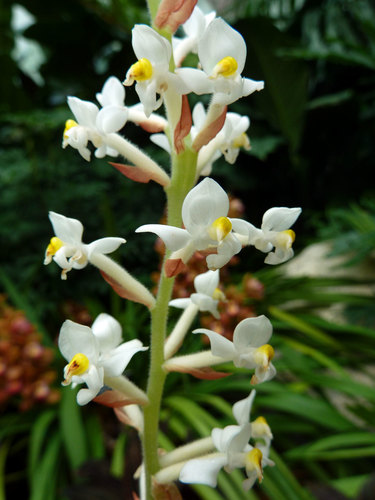 Ludisia