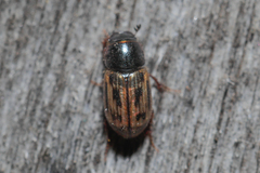 Chilothorax melanostictus