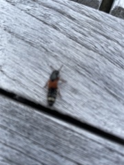 Platydracus stercorarius