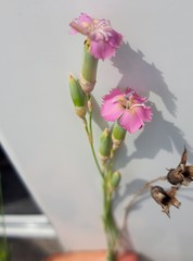Dianthus caryophyllus