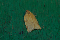 Paramesia gnomana