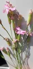 Dianthus caryophyllus