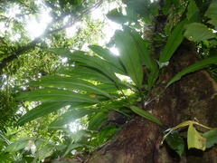 Philodendron cretosum