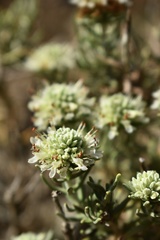 Teucrium libanitis