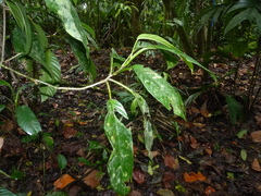 Philodendron alliodorum