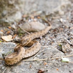 Vipera latastei