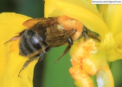 Bombus longipes