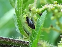 Plagiognathus arbustorum