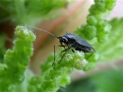 Plagiognathus arbustorum