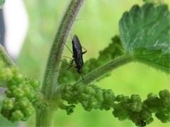 Plagiognathus arbustorum