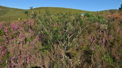 Melaleuca linearis linearis