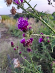Carduus crispus