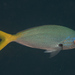 Yellowtail Fusilier - Photo (c) Mark Rosenstein, some rights reserved (CC BY-NC-SA), uploaded by Mark Rosenstein