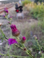 Carduus crispus