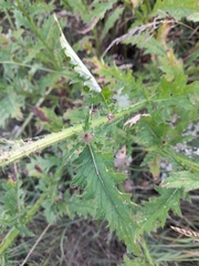 Carduus crispus