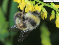Bombus lantschouensis