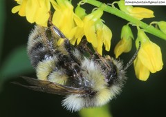 Bombus lantschouensis