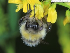 Bombus lantschouensis