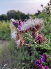 Carduus crispus