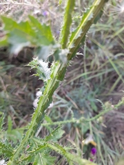 Carduus crispus