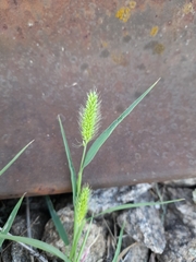 Setaria viridis