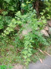 Selaginella willdenowii