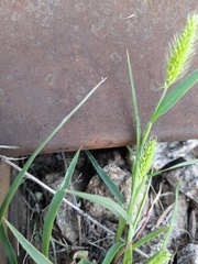 Setaria viridis