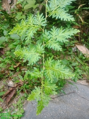 Selaginella willdenowii