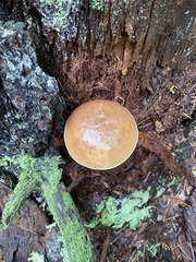 Austroboletus gracilis