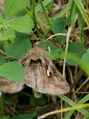Autographa gamma