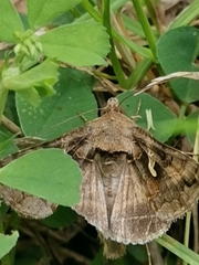 Autographa gamma