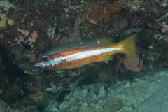 Lutjanus biguttatus