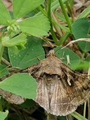 Autographa gamma