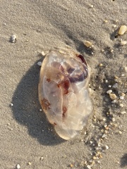 Chrysaora chesapeakei