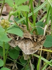 Autographa gamma