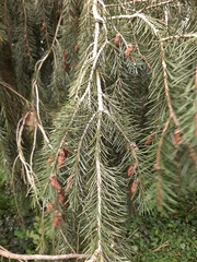 Picea breweriana