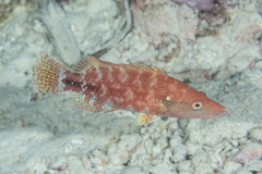 Oxycheilinus celebicus