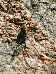 Phalangium opilio