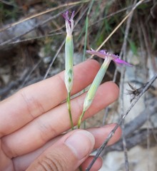 Dianthus tarentinus