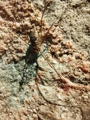 Phalangium opilio