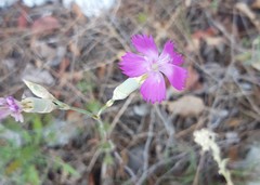 Dianthus tarentinus