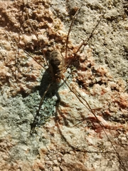 Phalangium opilio