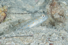 Masted Shrimp Goby photo 4