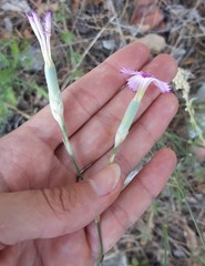 Dianthus tarentinus