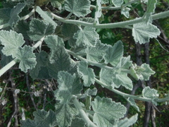 Malacothamnus hallii