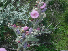 Malacothamnus hallii